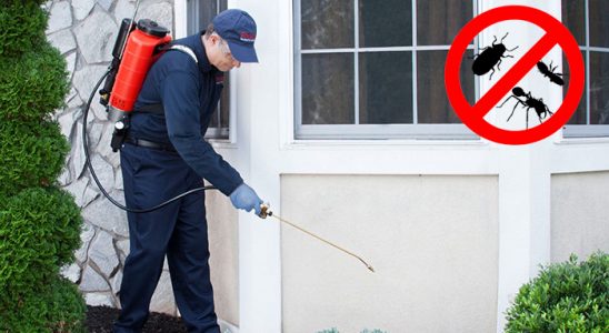 Küre Uçan Haşere İlaçlama böcek ilaçlama ve haşere kontrolü — ilaclama-tr.com